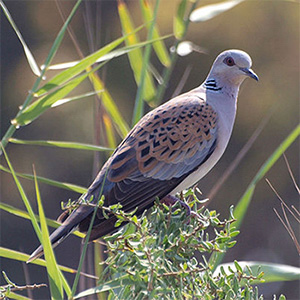 European Turtle-Dove